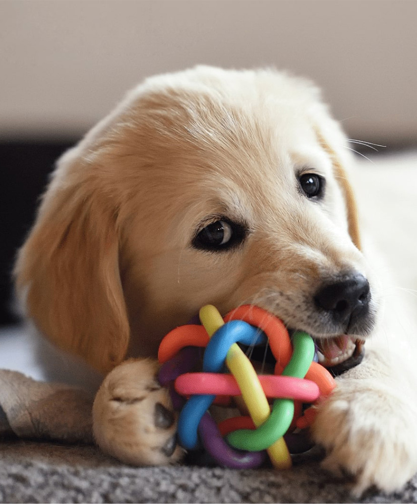 Dog